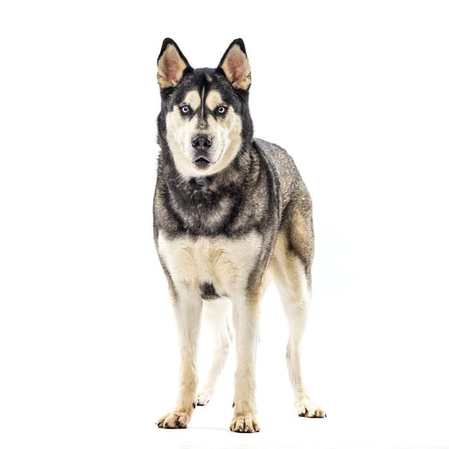 Howl media 3