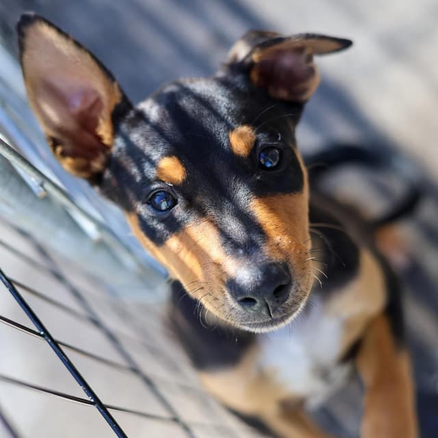 Famous Dogs Litter: Scooby media 6