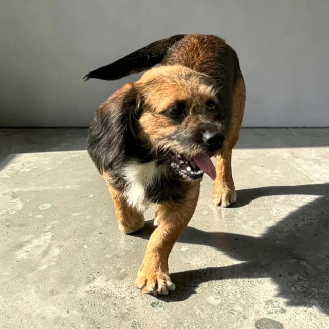Benji media 5