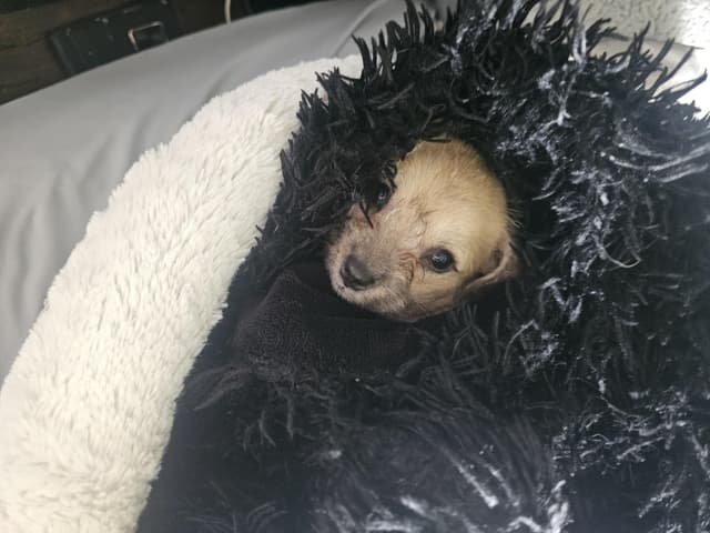 Pip the Border Terrier/Chihuahua media 2