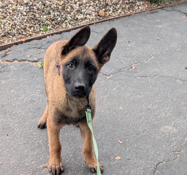 Lodi Litter Tahoe - Located in CA (male deep blue collar) media 6