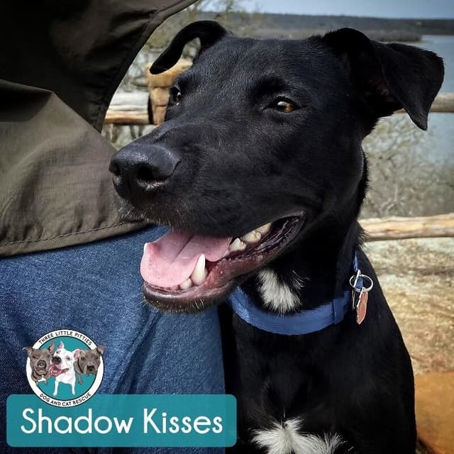 Shadow Mini Hershey Kisses media 3