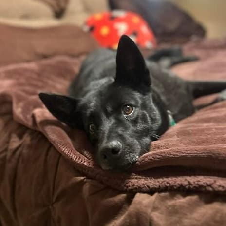Stormy Belle is your Soul Dog media 4