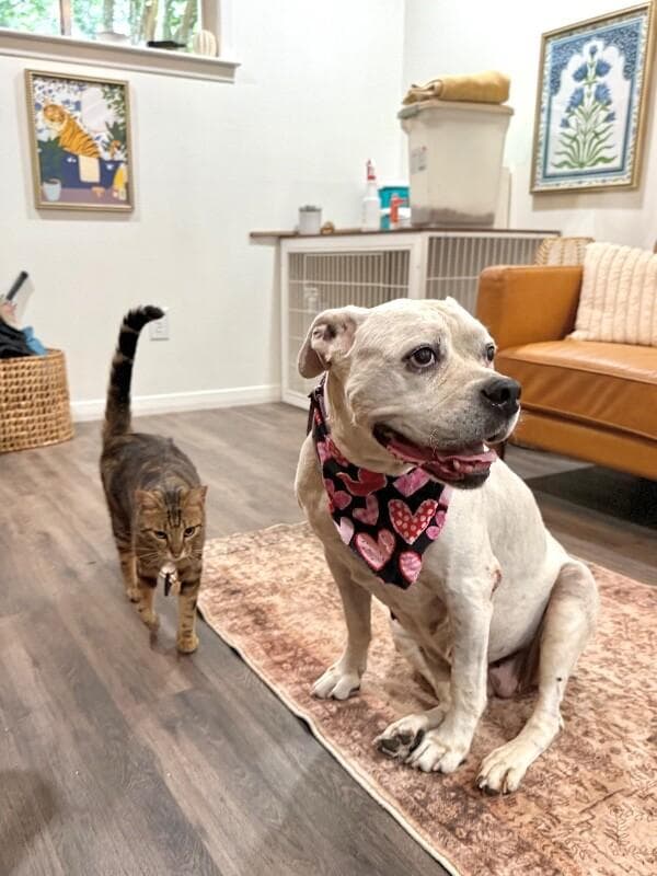 Delilah the sweetest old soul media 2