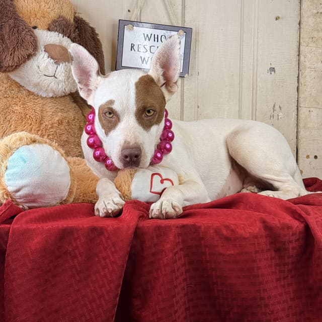 Kaylynn - 150 adoption fee media 5