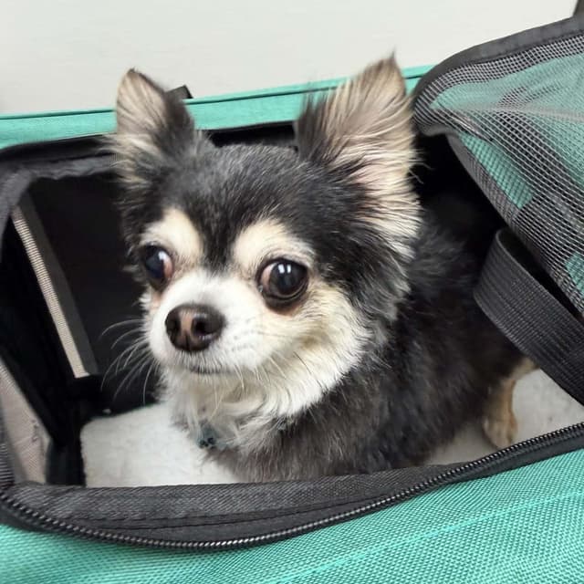 BELLA is only 5.5 pounds media 3