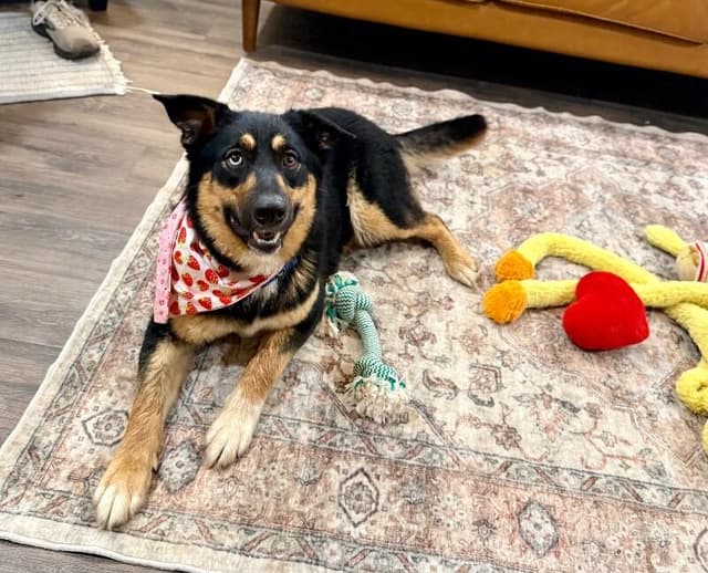 Tamera Honey The Sweetest Family Dog media 2