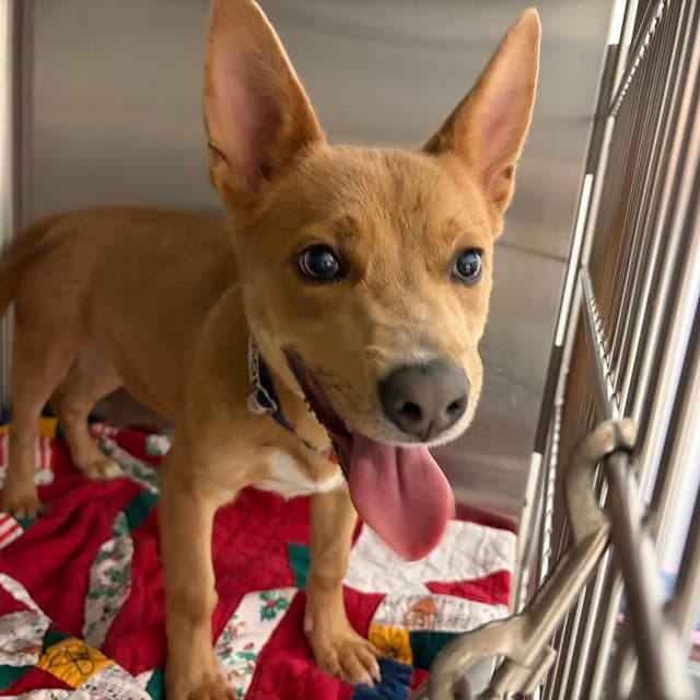 Scrappy Doo media 2
