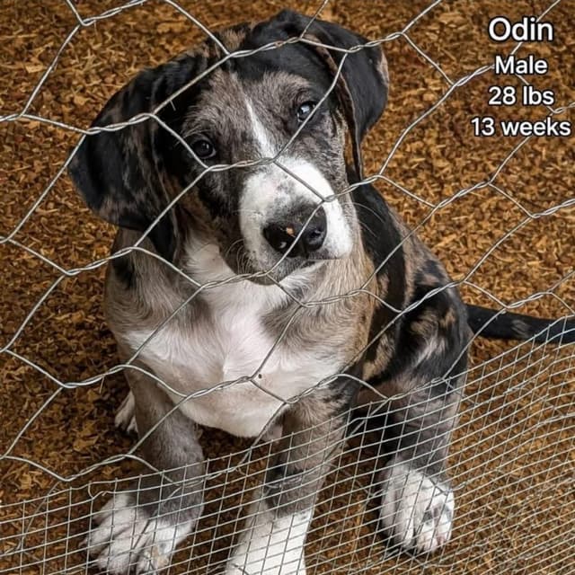 Odin media 5