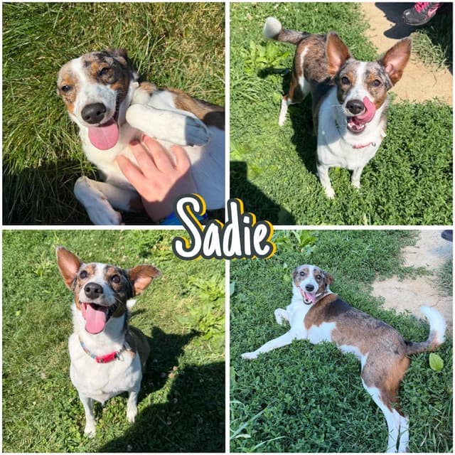 Sadie media 5
