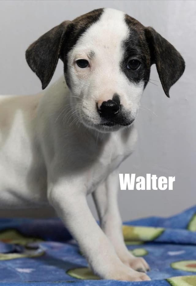 Walter media 4