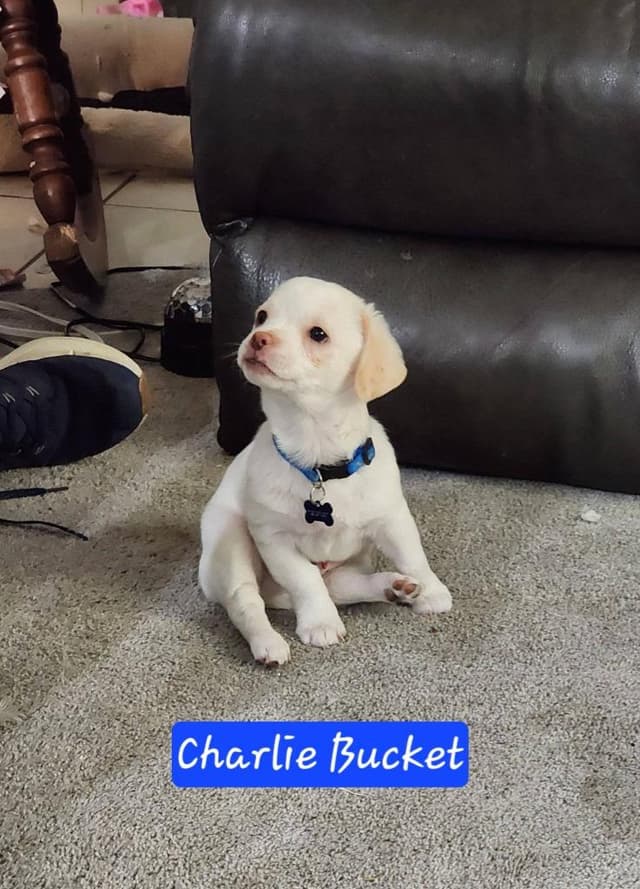 Charlie Bucket media 2