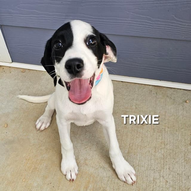 Trixie media 2