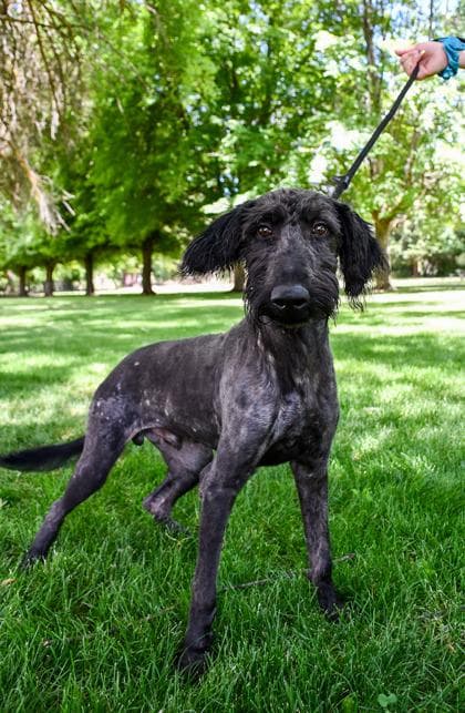 Schnoodle media 2
