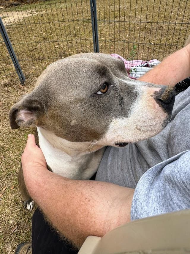 MAGNOLIA AKA NOLIE-Transport available to VT, CT, and PA media 4