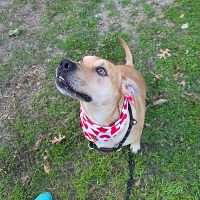 Holly (Sweet, Affectionate, Loyal, Playful) media 5