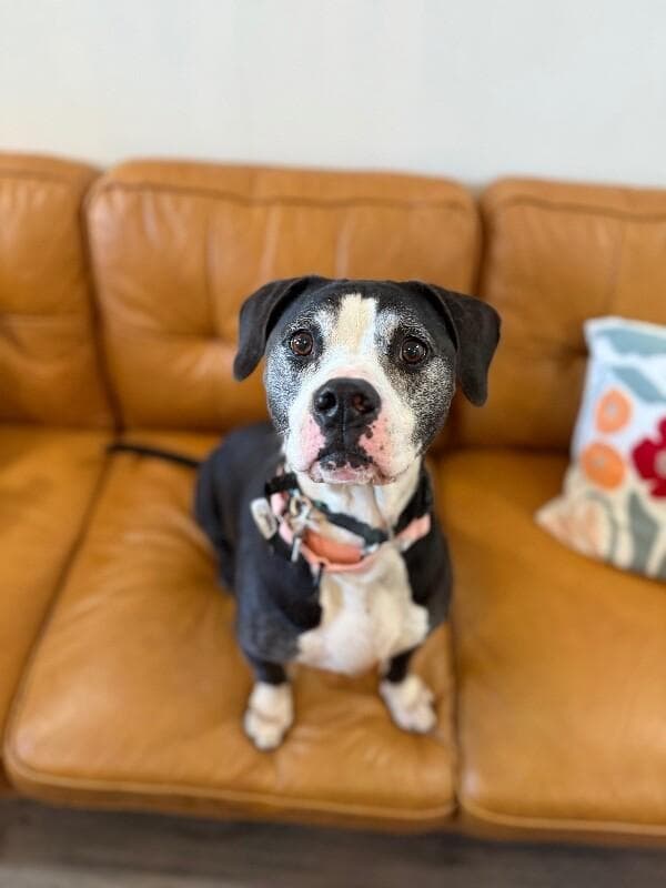 Hope loves all the treats media 2