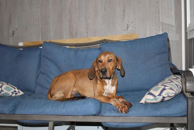 Annie Oakley - Longest Canine Resident media 2