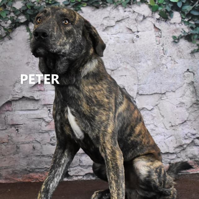 Peter media 2