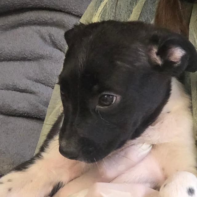 Ozzy media 2