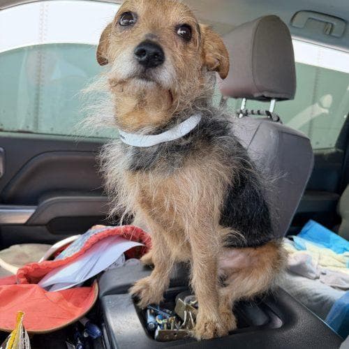 Scruffy Max media 2