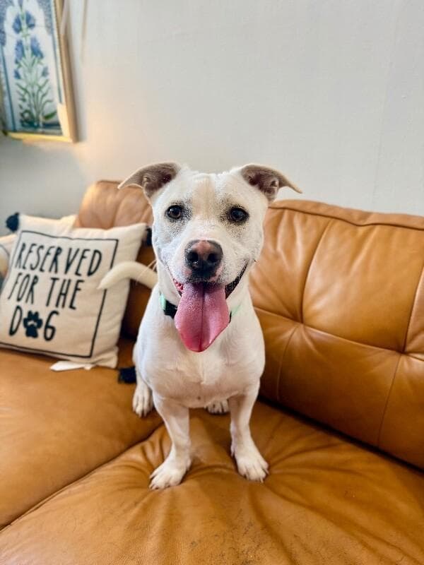 Momo Sugar the Happiest Petite Fella media 4