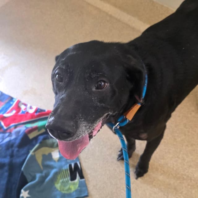 Dougington - Regal Resident, Adoption Fees Waived! media 3