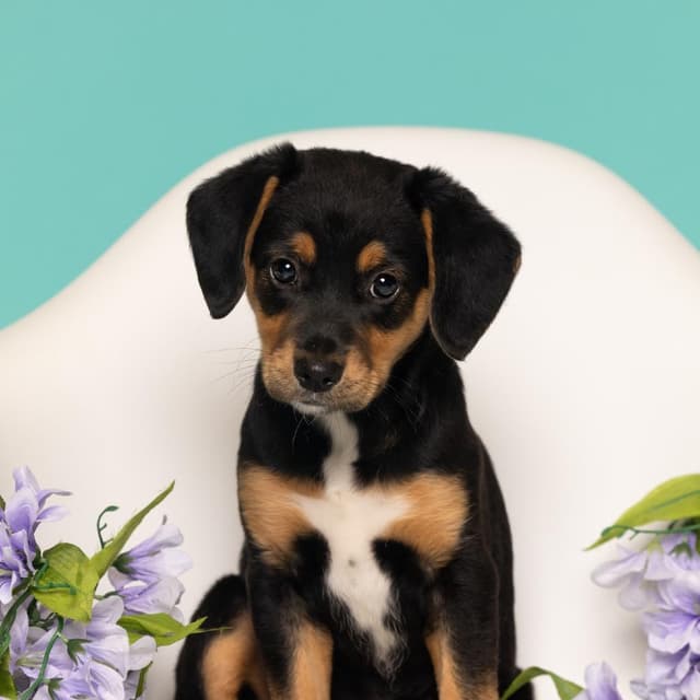 Lucy Van Pelt media 2