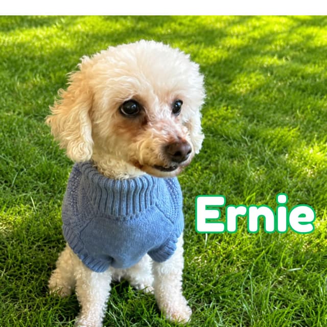 Ernie media 3