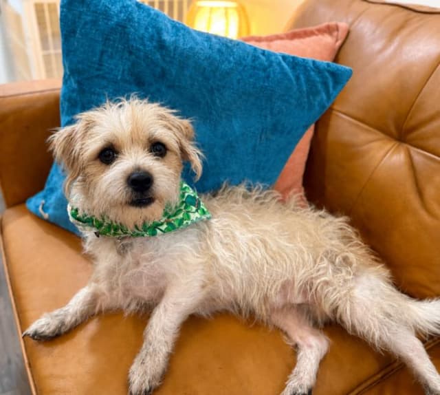 Bitty Bob Your Scruffy Fluffy Bubby media 5