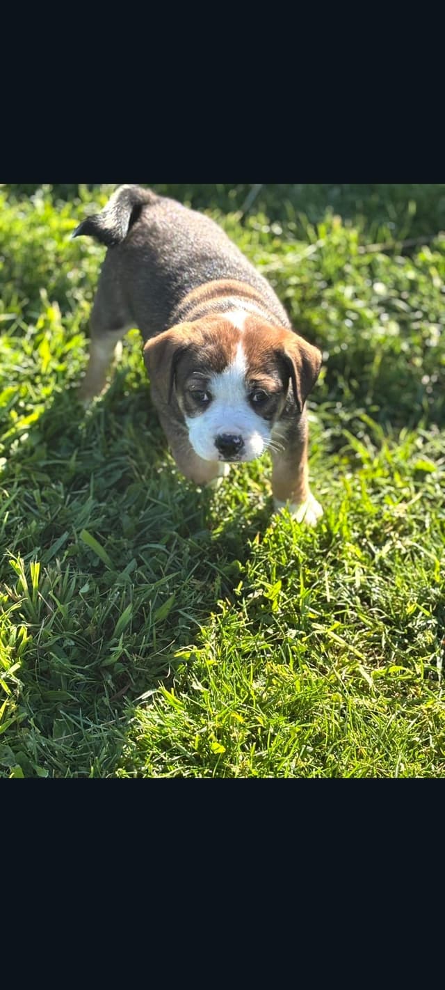 Bailey (Mauve Baby 5) media 3