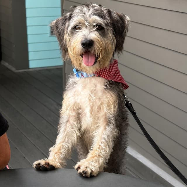 Theo (Benefactor Dog) media 2