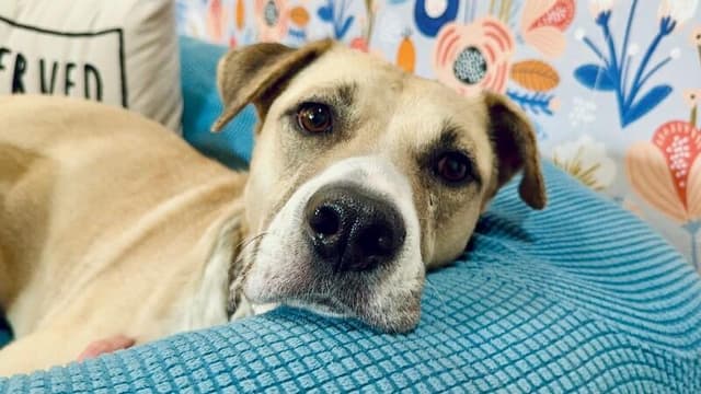 Zeus Buddy Your Easy Going Best Friend media 2