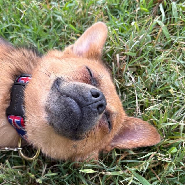 Mary Puppins media 6