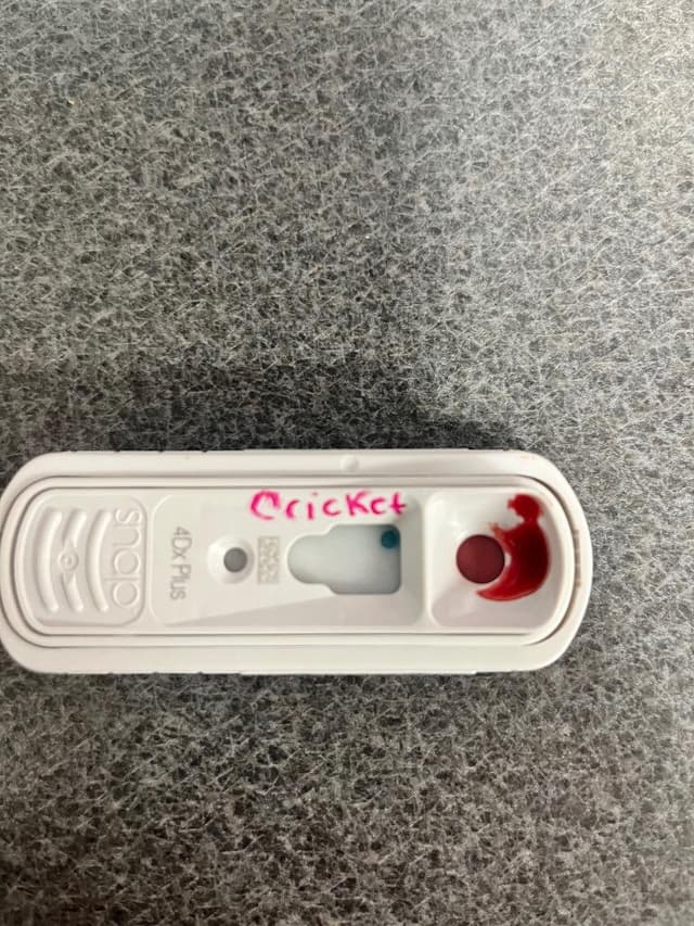 Cricket Stamps media 2