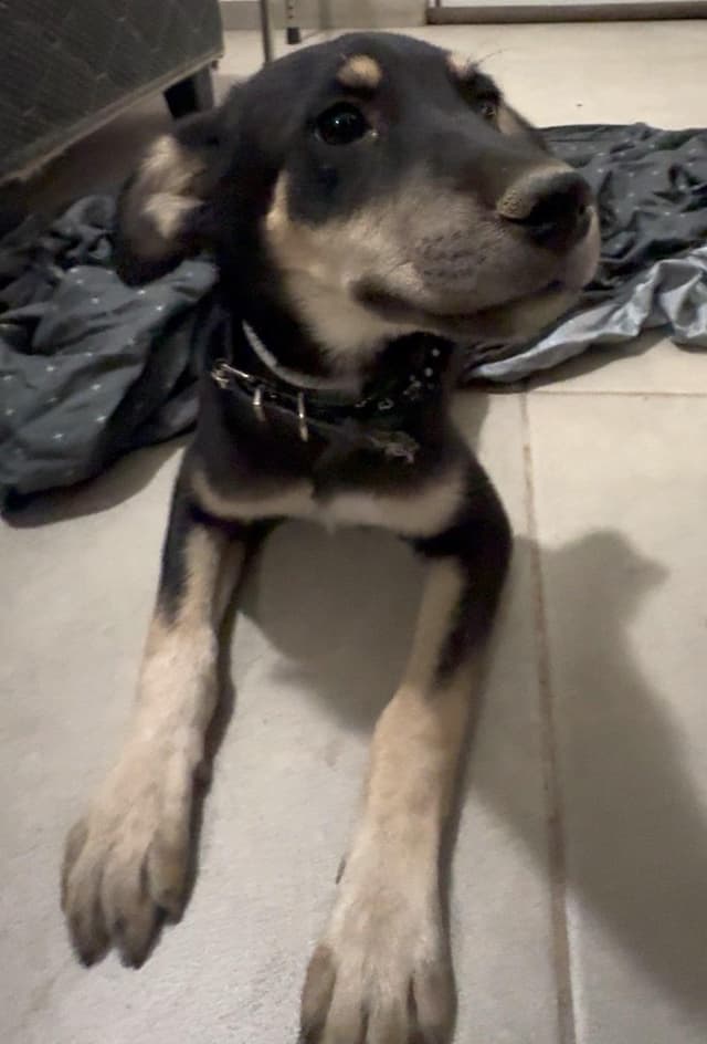 Duke (6) media 4