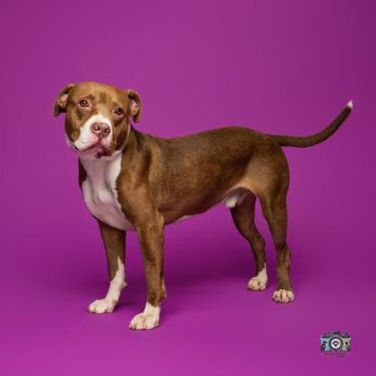 Jasper* media 2