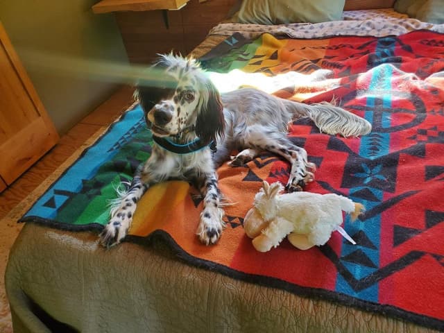 Available for Adoption - Dali (WA, USA) media 2