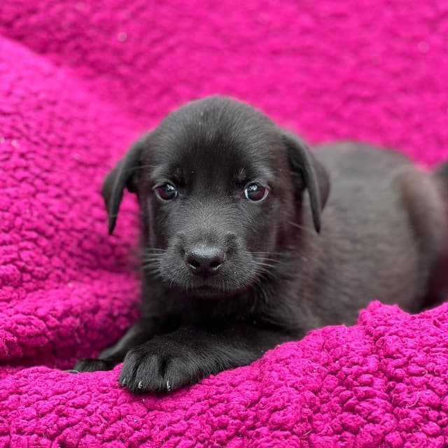 Windy Pup - Brisky - Adopted! media 3