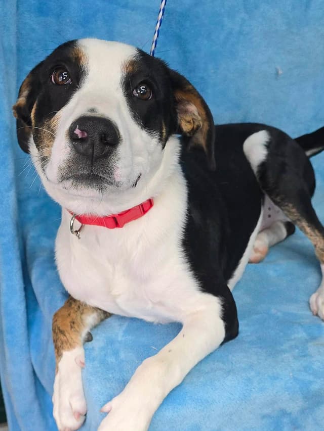 Kyler (foster needed) media 5
