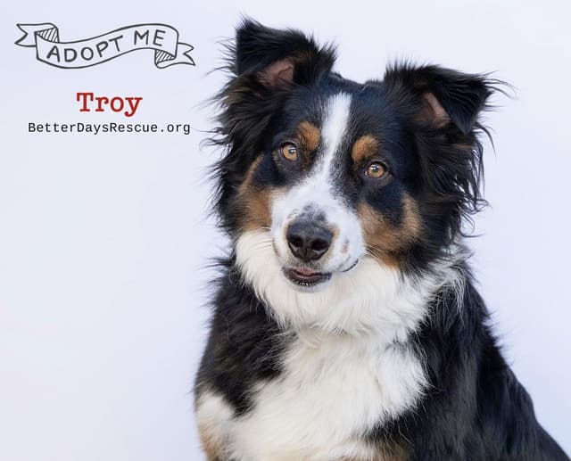 TROY **Pending Adoption** media 2