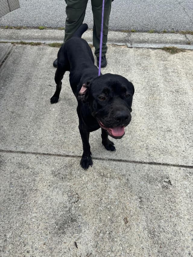 Zion media 4