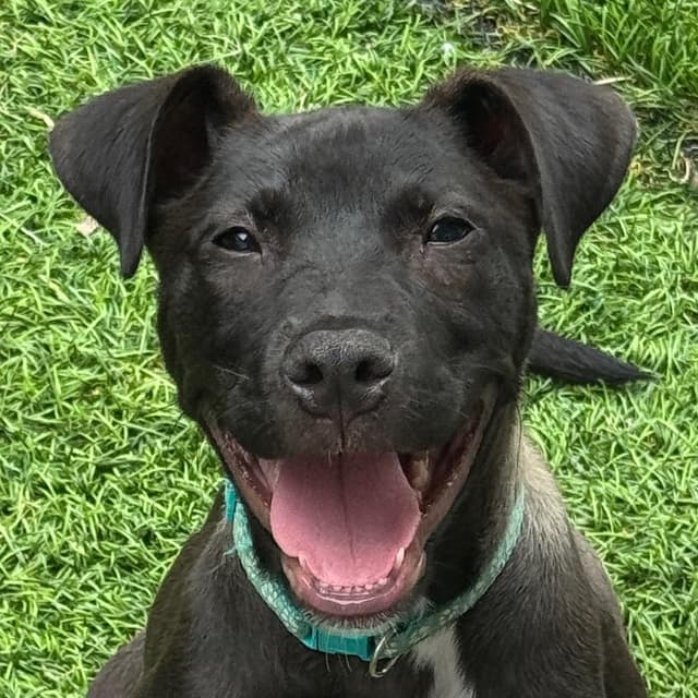 Puppy Nigel media 4