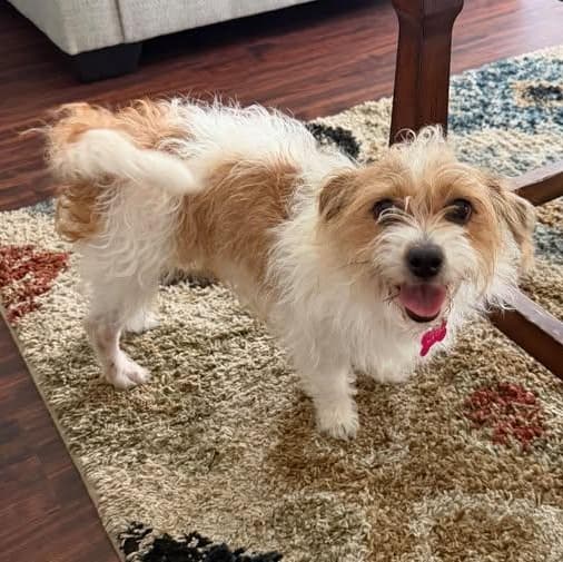 DAISY IS 13 POUNDS media 2
