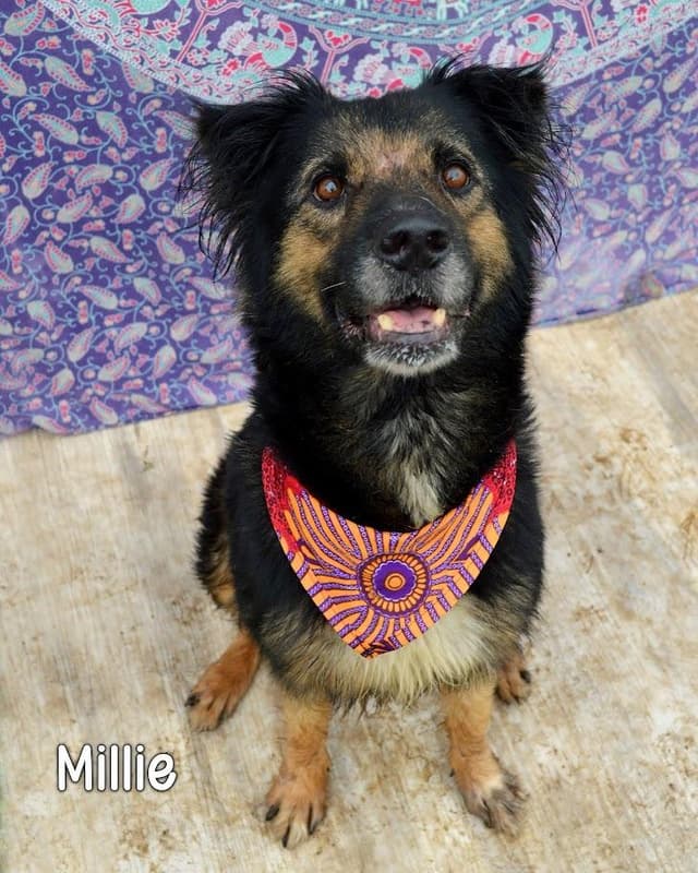 Millie media 2