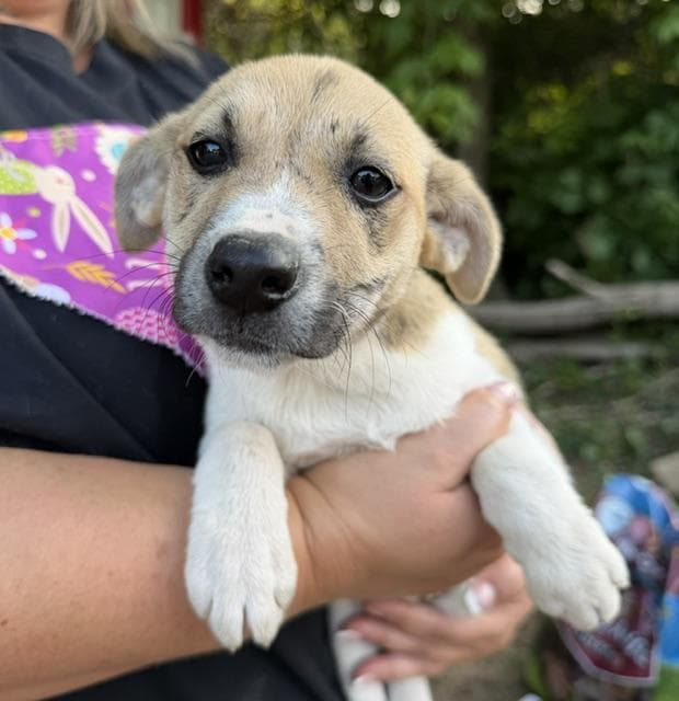 Reenie McRuffy - Local Pup media 4