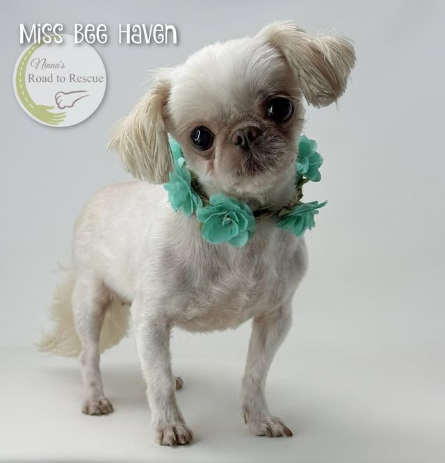 Miss Bee Haven media 2