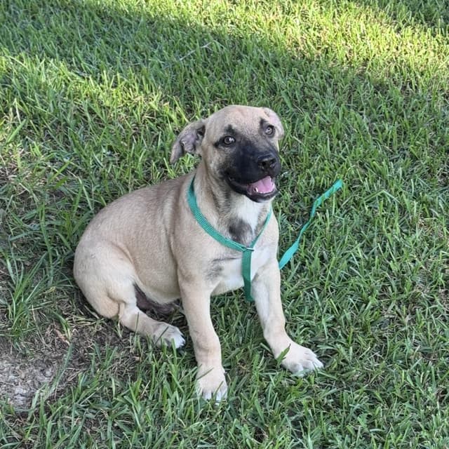 Vito (adoption fee 100.00) media 4