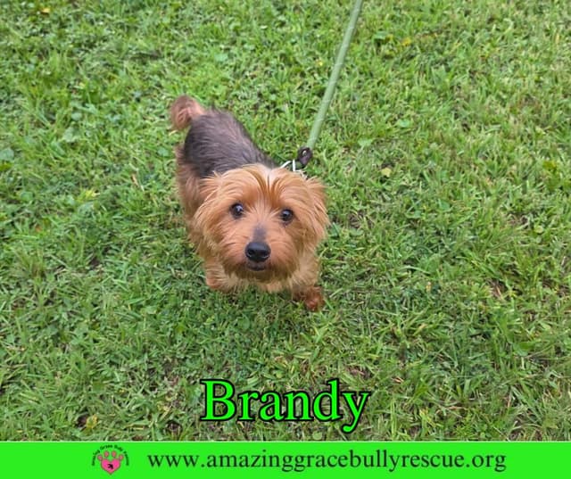 Brandy media 3