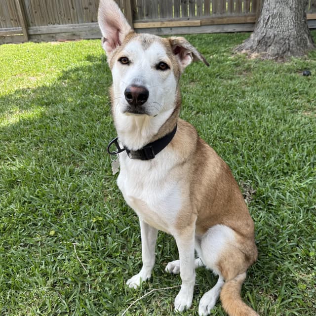 Rosco media 4